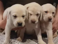 Yellow pup, a  Labrador Retriever for sale in Athol, MA – Photo 5 of 10