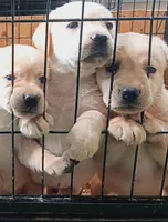 Yellow pup, a  Labrador Retriever for sale in Athol, MA – Photo 3 of 10