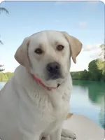 Yellow pup, a  Labrador Retriever for sale in Athol, MA – Photo 9 of 10