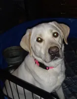 Yellow pup, a  Labrador Retriever for sale in Athol, MA – Photo 8 of 10