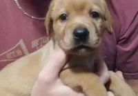 Ready 2 Go Light Red GIRL, a female Labrador Retriever for sale in Athol, MA – Photo 10 of 10