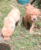 Ready 2 Go Light Red GIRL, a female Labrador Retriever for sale in Athol, MA – Photo 7 of 10