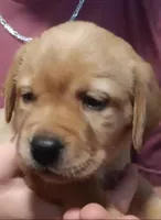 Ready 2 Go Light Red GIRL, a female Labrador Retriever for sale in Athol, MA – Photo 8 of 10