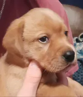 Ready 2 Go Light Red GIRL, a female Labrador Retriever for sale in Athol, MA – Photo 5 of 10