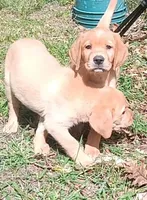 Ready 2 Go Light Red GIRL, a female Labrador Retriever for sale in Athol, MA – Photo 6 of 10