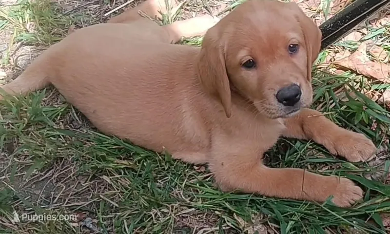 Ready 2 Go Light Red GIRL