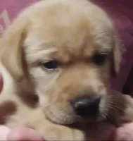 Ready 2 Go Light Red GIRL, a female Labrador Retriever for sale in Athol, MA – Photo 9 of 10