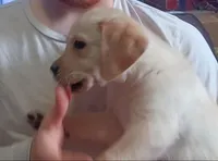 Light (white) yellow boy, a male Labrador Retriever for sale in Athol, MA – Photo 3 of 9