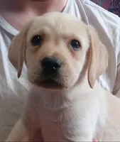 Light (white) yellow boy, a male Labrador Retriever for sale in Athol, MA – Photo 2 of 9