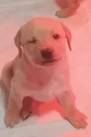 Yellow boy, a male Labrador Retriever for sale in Athol, MA – Photo 1 of 10