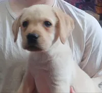 Light (white) yellow boy, a male Labrador Retriever for sale in Athol, MA – Photo 4 of 9