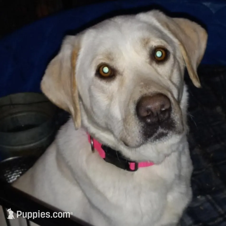 Yellow boy, a male Labrador Retriever for sale in Athol, MA – Photo 9 of 10