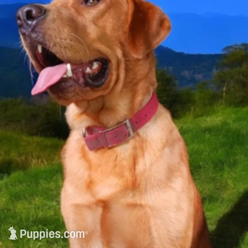 Yellow boy, a male Labrador Retriever for sale in Athol, MA – Photo 8 of 10