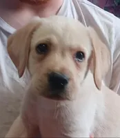 Light (white) yellow boy, a male Labrador Retriever for sale in Athol, MA – Photo 1 of 9