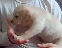 Light (white) yellow boy, a male Labrador Retriever for sale in Athol, MA – Photo 5 of 9