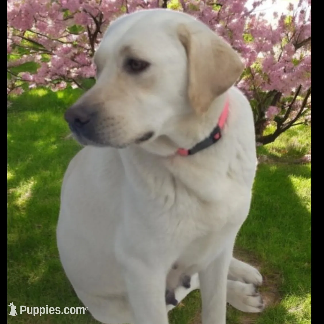 Yellow boy, a male Labrador Retriever for sale in Athol, MA – Photo 10 of 10