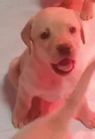 Yellow boy, a male Labrador Retriever for sale in Athol, MA – Photo 3 of 10