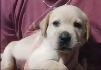 Yellow BOY Ready 2 Go, a male Labrador Retriever for sale in Athol, MA – Photo 5 of 10