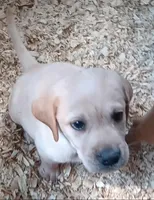 Yellow BOY Ready 2 Go, a male Labrador Retriever for sale in Athol, MA – Photo 2 of 10