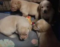 Yellow BOY Ready 2 Go, a male Labrador Retriever for sale in Athol, MA – Photo 6 of 10