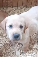 Yellow BOY Ready 2 Go, a male Labrador Retriever for sale in Athol, MA – Photo 4 of 10