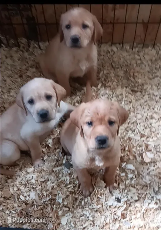 Yellow BOY Ready 2 Go