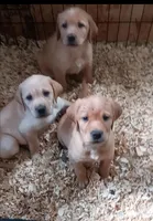 Yellow BOY Ready 2 Go, a male Labrador Retriever for sale in Athol, MA – Photo 1 of 10