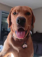 Last yellow Girl, a female Labrador Retriever for sale in Athol, MA – Photo 1 of 2