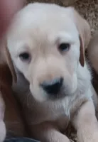 Yellow Boy, a male Labrador Retriever for sale in Athol, MA – Photo 6 of 10