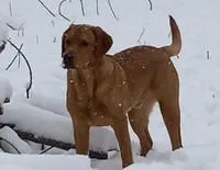 Yellow Boy, a male Labrador Retriever for sale in Athol, MA – Photo 9 of 10