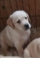 Yellow Boy, a male Labrador Retriever for sale in Athol, MA – Photo 4 of 10