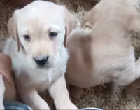 Yellow Boy, a male Labrador Retriever for sale in Athol, MA – Photo 2 of 10