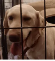 Rosey, a female Labrador Retriever for sale in Athol, MA – Photo 1 of 3