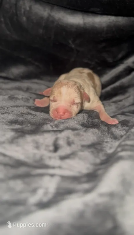 Coco2 – American Bully puppy for sale in Sacramento, CA