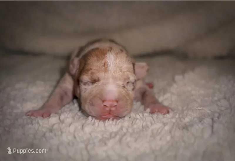 Coco2 – American Bully puppy for sale in Sacramento, CA