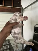 ABKC-Pocket Female, a female American Bully for sale in Los Angeles, CA – 2 of 7