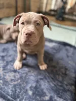 ABKC Lilac Female, a female American Bully for sale in Los Angeles, CA – 9 of 10
