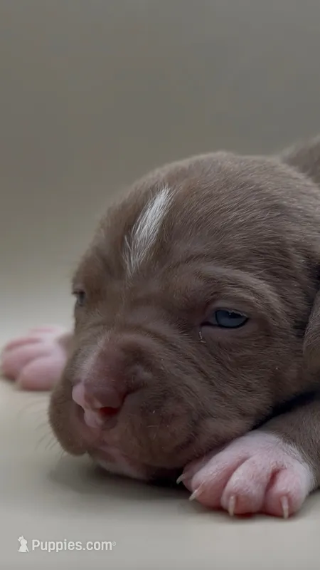 Female Chocolate 1 – American Bully puppy for sale in Sacramento, CA