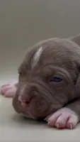 Female Chocolate 1, a female American Bully for sale in San Antonio, TX – 1 of 3