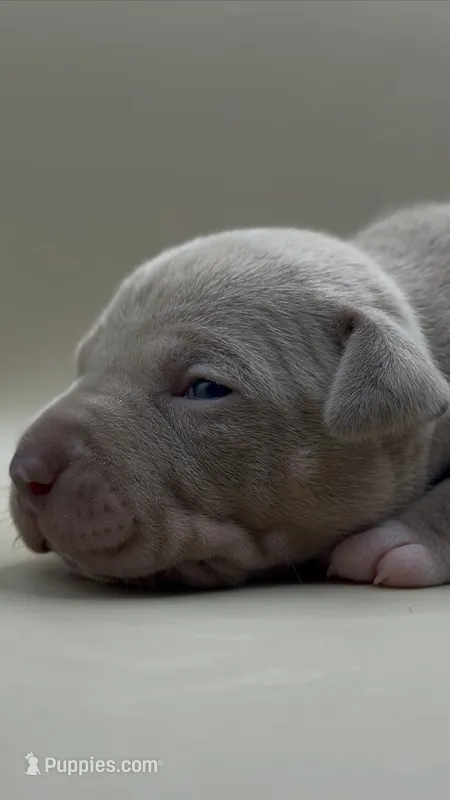 Female Lilac Tri – American Bully puppy for sale in Sacramento, CA