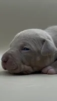 Female Lilac Tri, a female American Bully for sale in Los Angeles, CA – 1 of 3