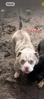 ABKC-Pocket Female, a female American Bully for sale in Los Angeles, CA – 3 of 7