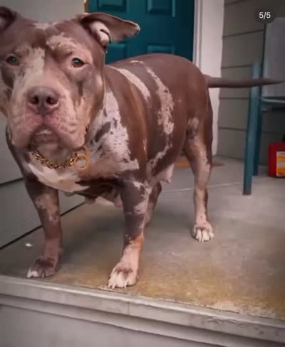 XL ABKC Lilac Male, a male American Bully for sale in Los Angeles, CA – 8 of 8