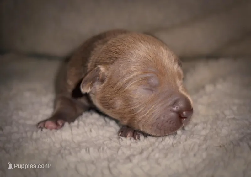 Female Lilac – American Bully puppy for sale in Sacramento, CA
