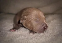 Female Lilac, a female American Bully for sale in Sacramento, CA – 1 of 2