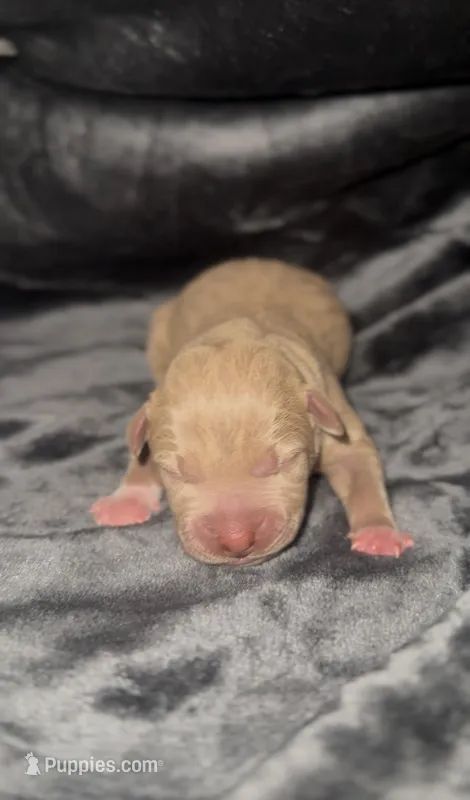 Coco10 – American Bully puppy for sale in Sacramento, CA