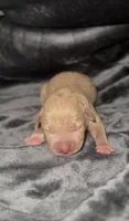 Female Lilac, a female American Bully for sale in Sacramento, CA – 2 of 2