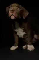 Harley, a female American Bully for sale in Los Angeles, CA – 5 of 10