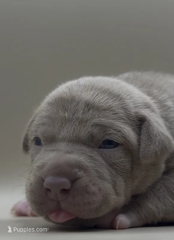 Female Lilac – American Bully puppy for sale in Sacramento, CA