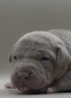 Female Lilac, a female American Bully for sale in Los Angeles, CA – 1 of 3